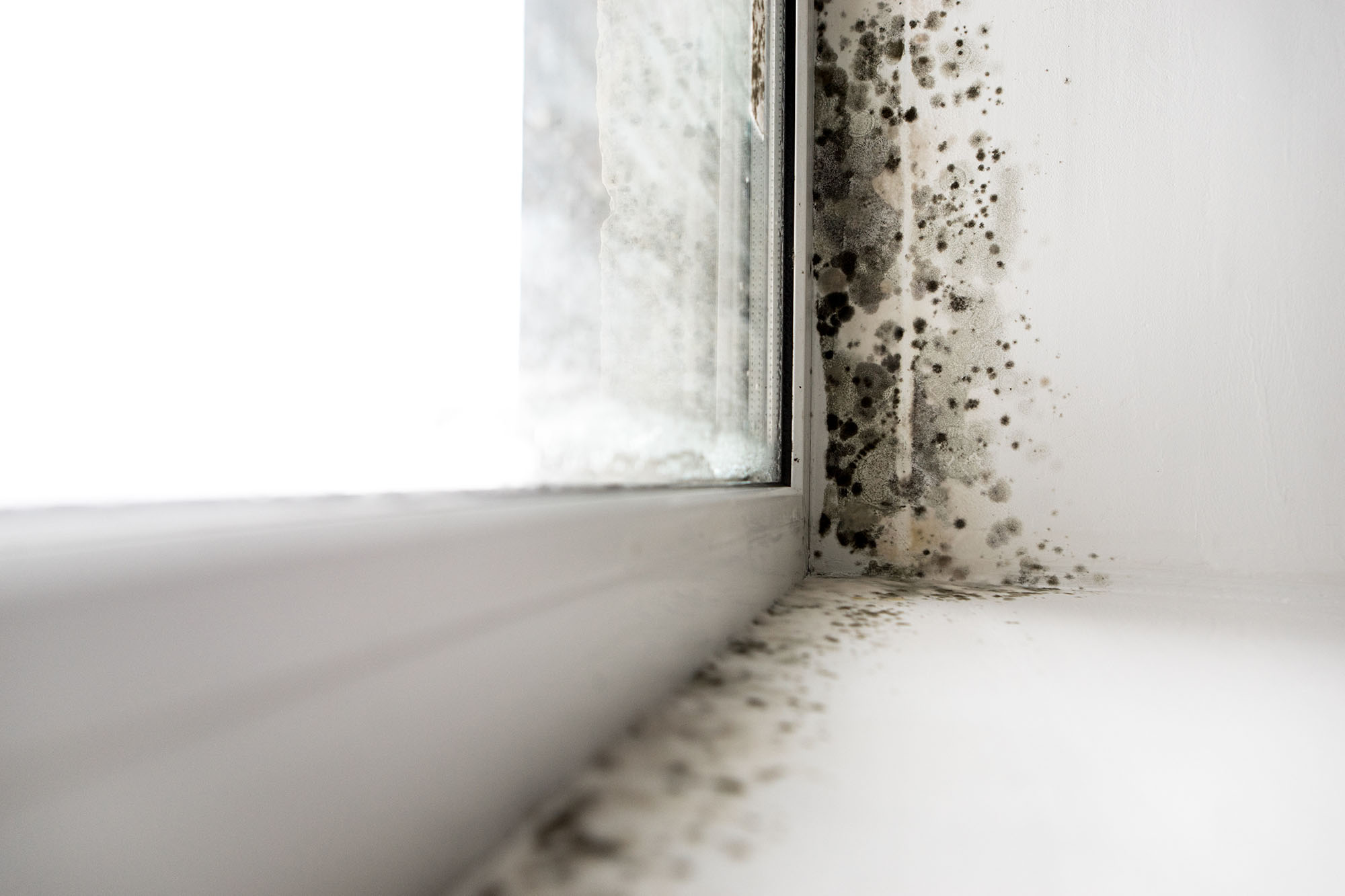 Mold water damage in a new home