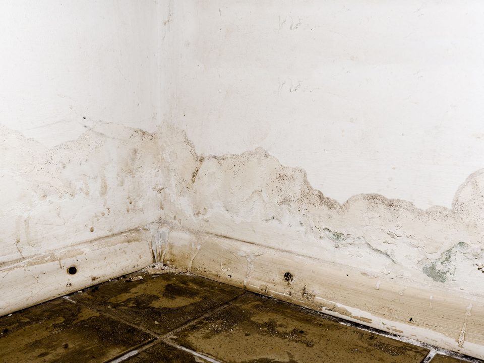 water mold damage